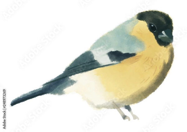 Obraz Little bird