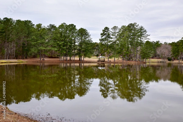 Obraz Tall Pine Trees reflect on water in Georgia pond