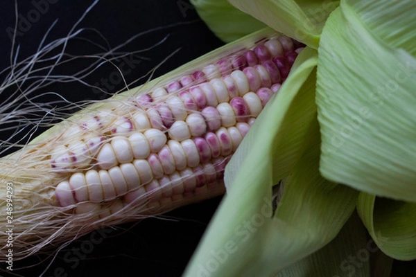 Fototapeta purple corn