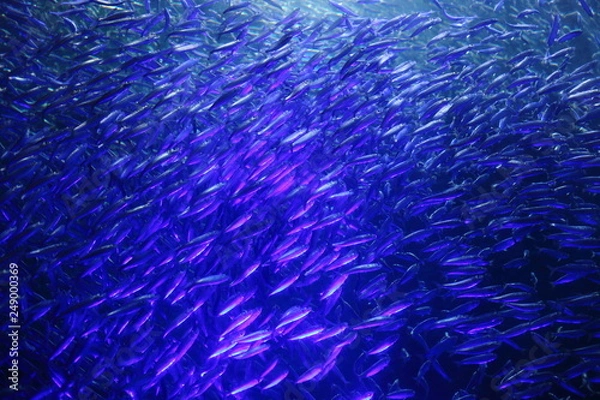 Fototapeta マイワシの群れ