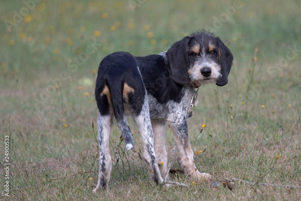 Obraz Griffon Blue de Gascogne