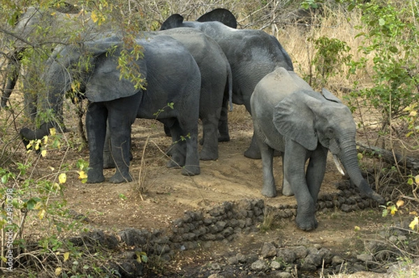 Obraz Eléphants d'Afrique dans la brousse