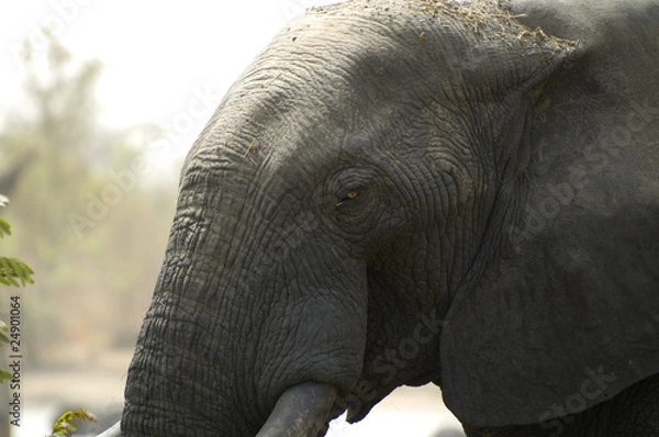 Obraz Tête d'éléphant en gros plan