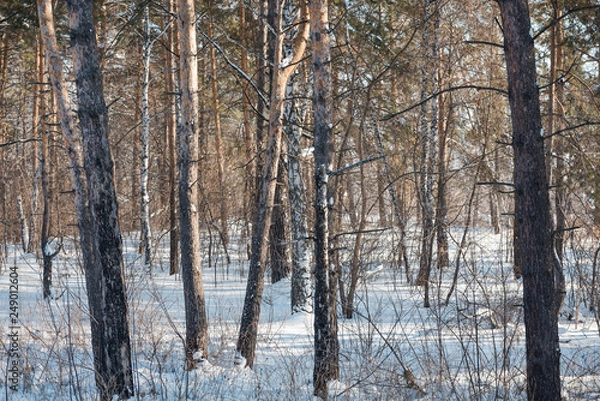 Fototapeta Winter forest. Field and forest under the snow. Winter in Siberia. Lots of snow in winter in the forest.