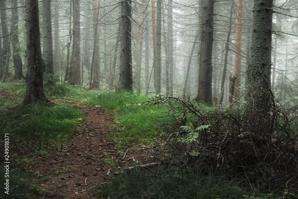 Fototapeta path in a coniferous forest on a foggy summer morning