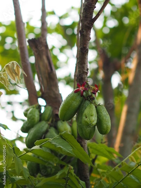 Fototapeta Green fruit Bilimbi Bilimbing Cucumber Tree Sour