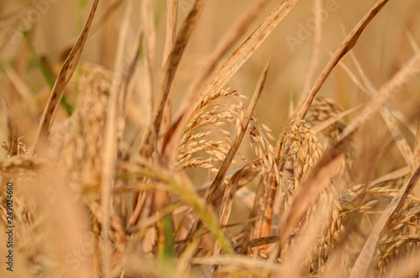 Fototapeta Wheat crop