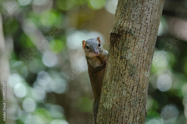 Obraz Common treeshrew or Southern treeshrew