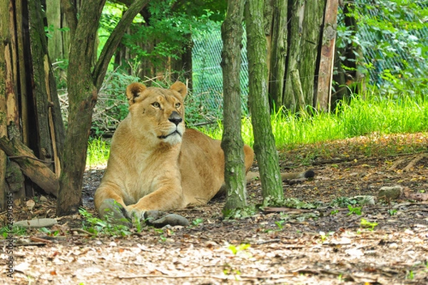 Fototapeta leonessa