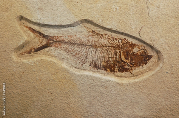 Fototapeta dyplomystus herring fossil