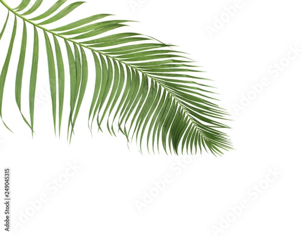 Fototapeta concept summer with green palm leaf from tropical . frond floral leaves branches tree isolated on white pattern background. flat lay, top view.