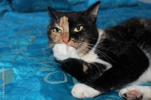 Obraz chatte tricolore