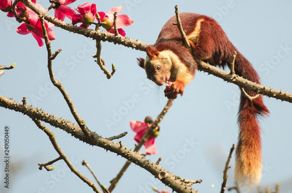 Obraz Malabar Giant Squirrel