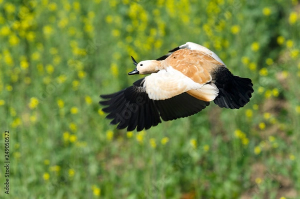 Obraz Ruddy Shelduck