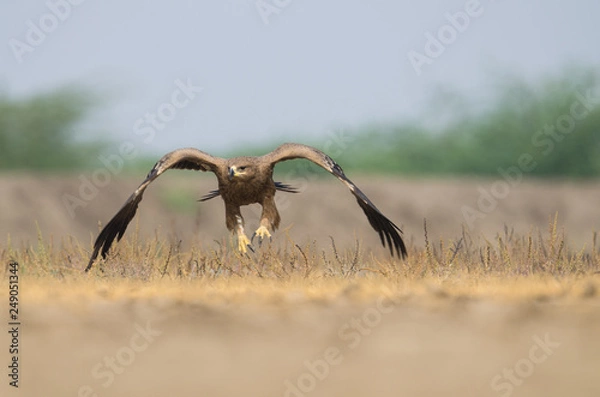 Obraz Steppe Eagle