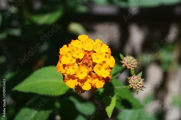 Fototapeta Orange Yarrow