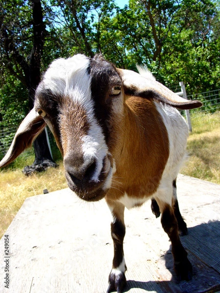 Obraz goat closeup