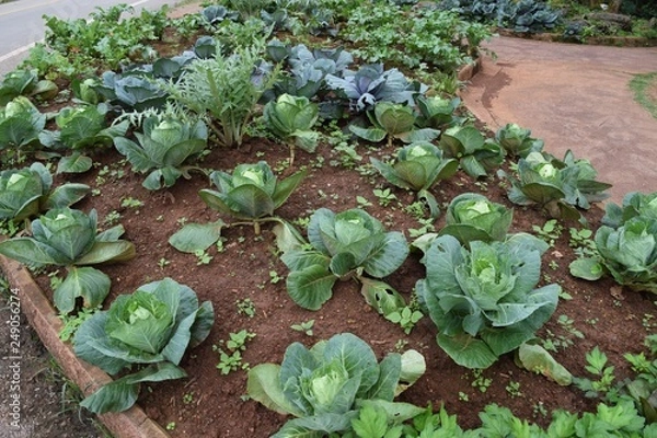Obraz cabbage growing in garden