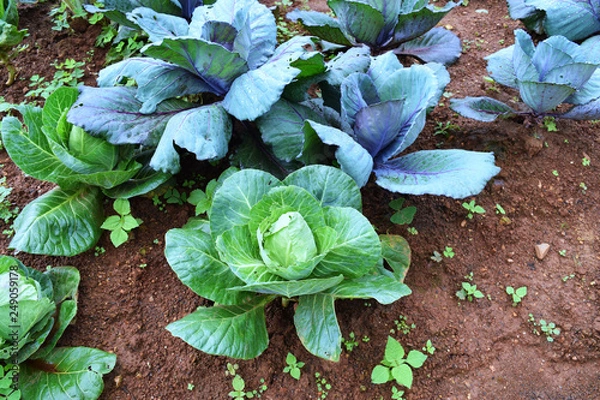 Obraz cabbage growing in garden