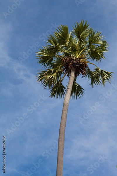 Fototapeta Palm trees and sky