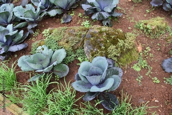 Obraz cabbage growing in garden