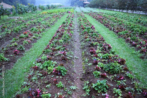 Fototapeta vegetables in backyard garden