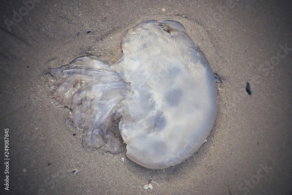 Obraz death jellyfish on beach