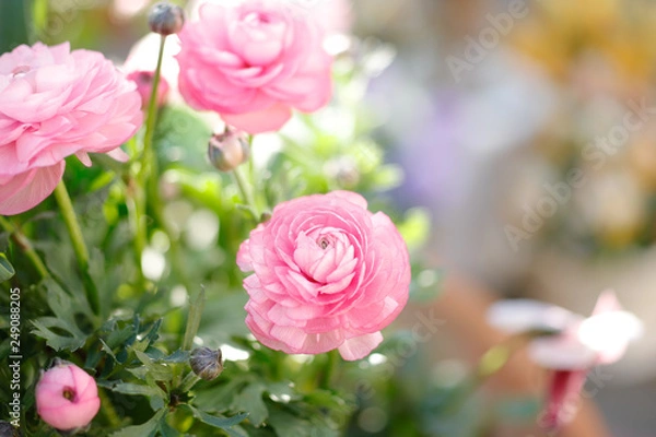 Obraz ラナンキュラス