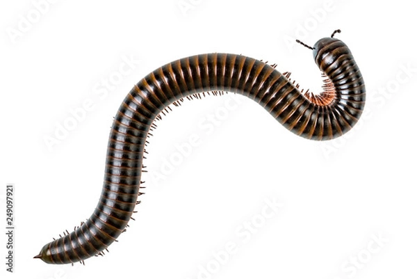 Obraz Millipede on white background