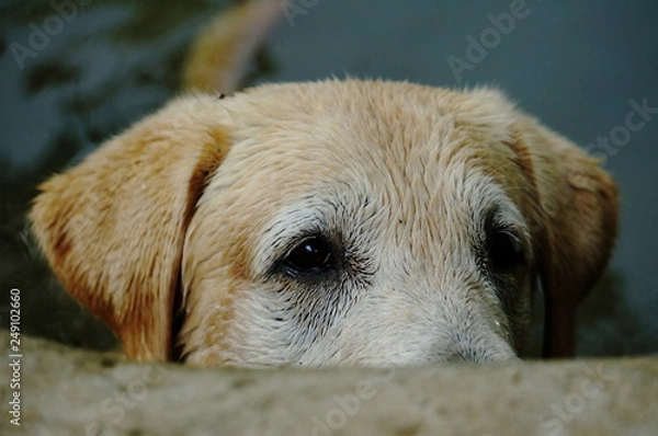 Obraz Yellow Labrador retriever waiting for the order and watching to commander with strive. selective focus.