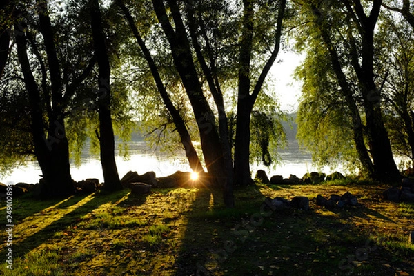Fototapeta Beautiful grove at Danube river shore with sunbeam reflection