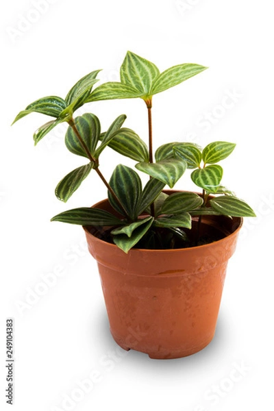 Obraz Tree pots decoration on white background