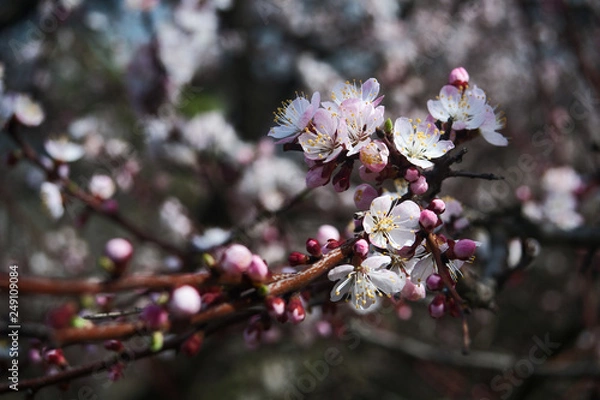 Fototapeta Blooming cherry