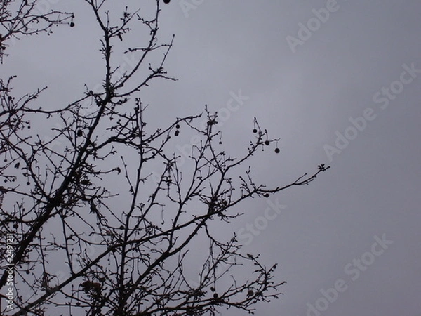 Obraz ramas de arbol