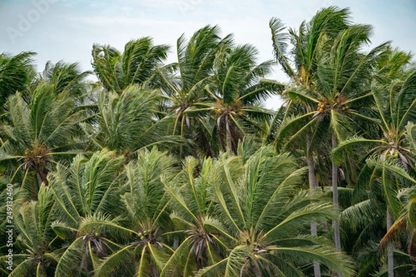 Fototapeta Many Top of the Coconut Trees Leaf blow by wind.