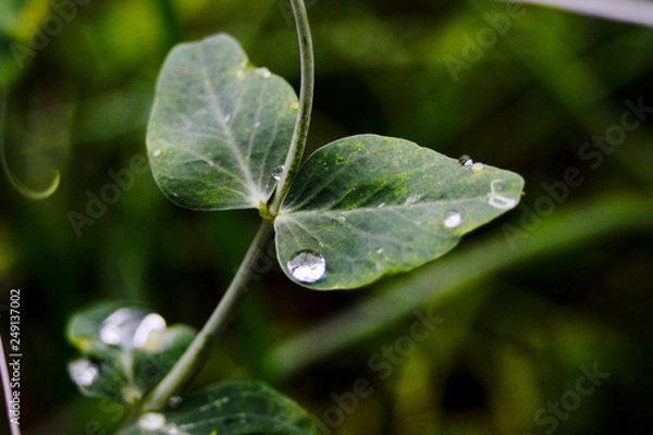 Fototapeta Drops on a leaf