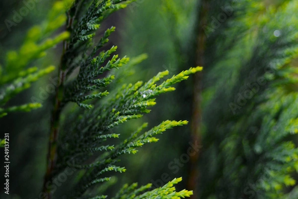 Obraz Drop on a branch