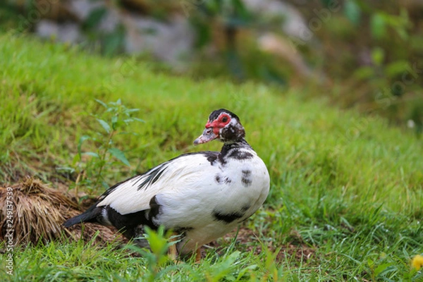 Fototapeta Muscovy duck