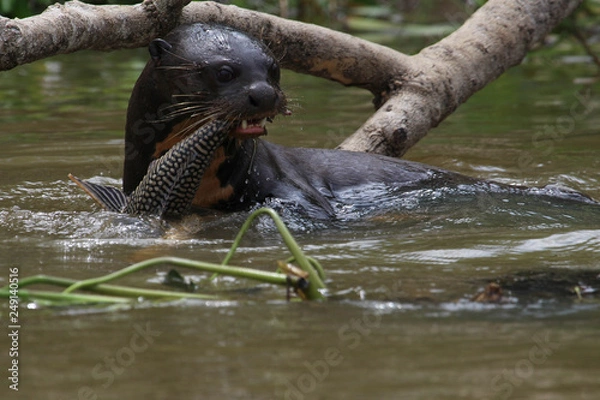 Fototapeta Giant Otter