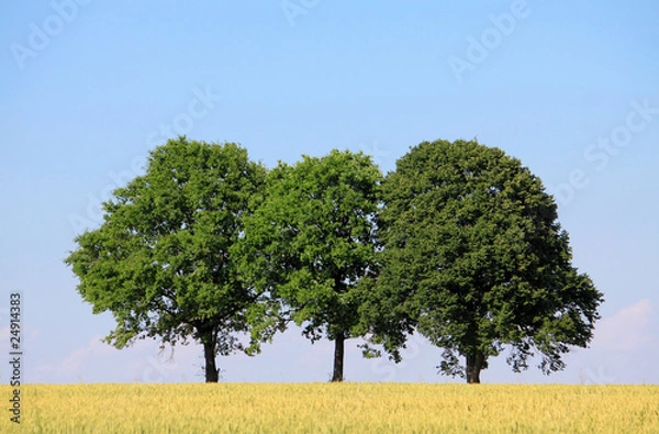 Obraz three trees cornfield and blue sky