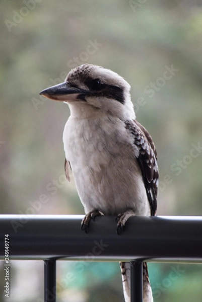 Fototapeta Kookaburra