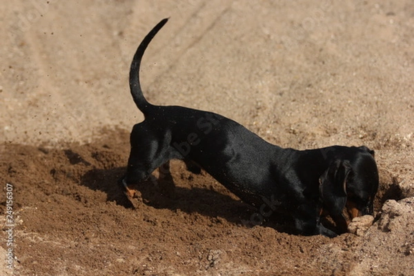 Obraz digging dachshund