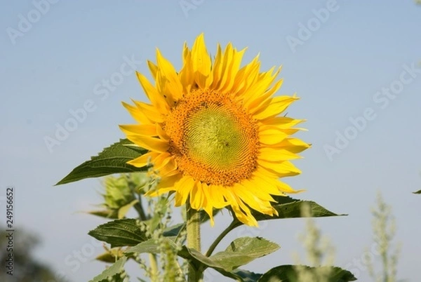 Obraz sunflower