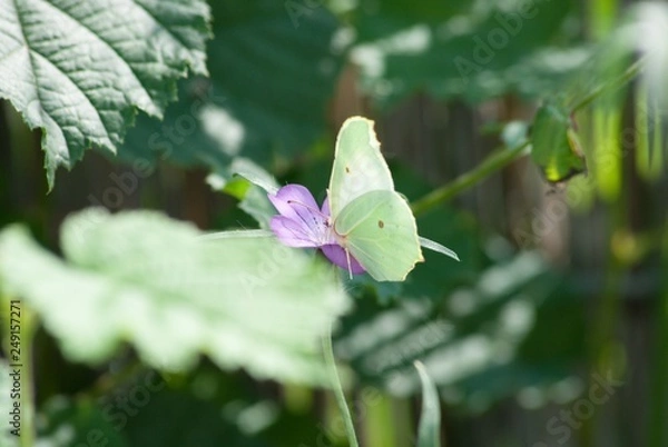 Obraz Zitronenfalter
