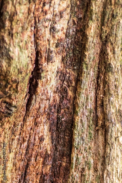 Fototapeta rotting tree