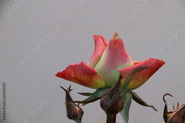 Fototapeta red rose isolated on black background