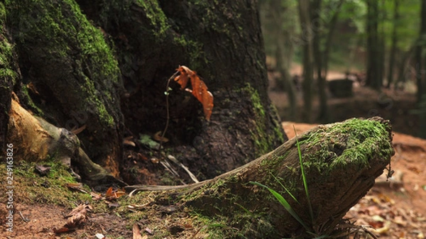 Obraz Autumn forest. Colorful fallen leaves among the roots of trees