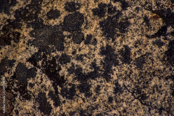 Obraz roca con manchas negras