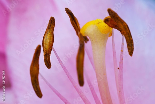 Fototapeta Lilly close-up
