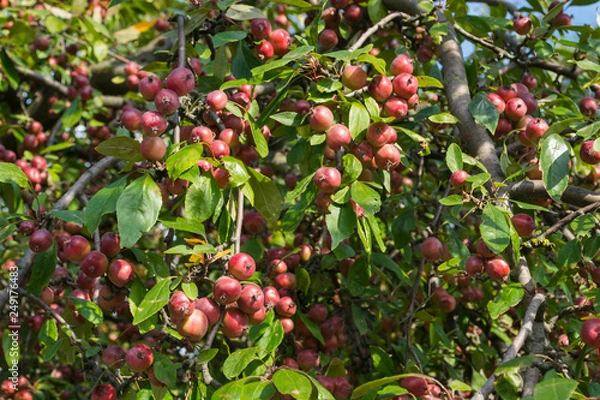 Fototapeta Apfelbaum